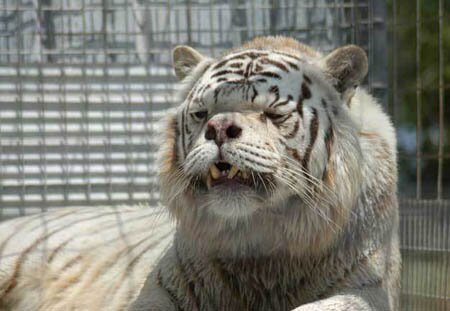 ALbino DOwn SYndrome tiger